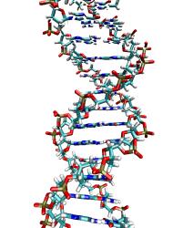 Model of DNA