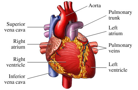 Model of the heart